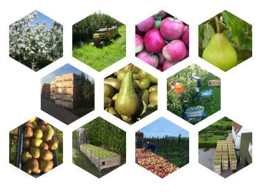 Rietveld fruit